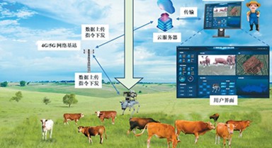 放牧機器人“慧眼識牛”